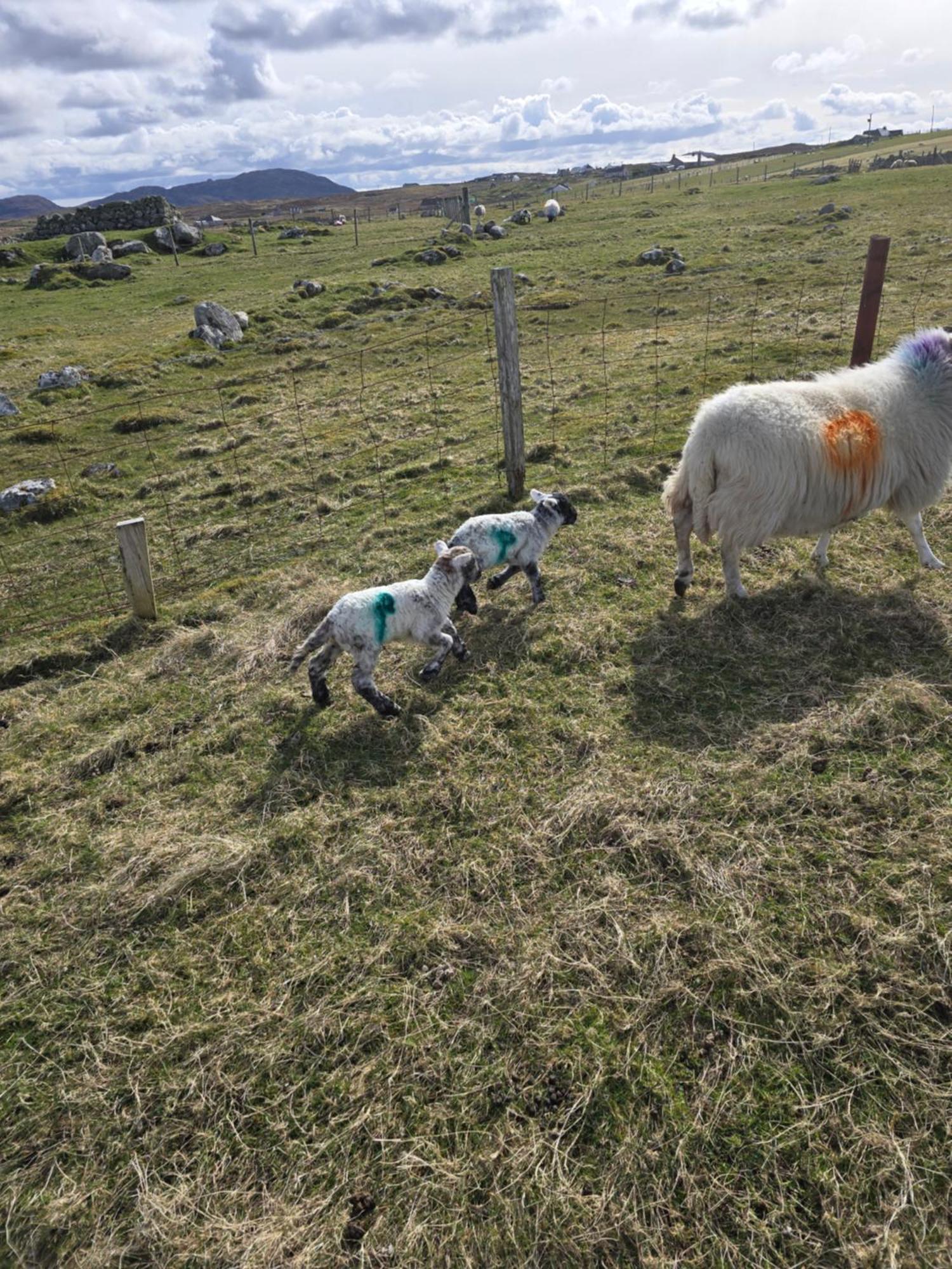 Willa Squealing Pig Bothy Barvas Zewnętrze zdjęcie