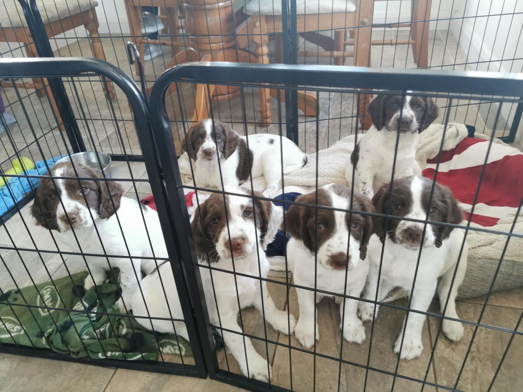 Willa Squealing Pig Bothy Barvas Zewnętrze zdjęcie